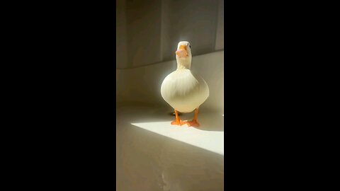 That one duck edit #cuteduck #duck #funny #funnyanimals