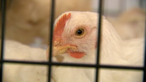 Erie animal sanctuary needs help after rescuing 500 starving chickens from a bankrupt farm in LaSalle, Colorado