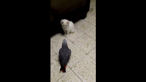 Funny Cat vs Parrot _Try Not To Laugh Funniest Video Ever