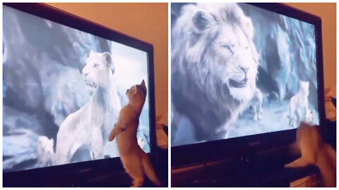 The cat watches TV and falls