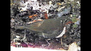 Dark-sided Thrush bird video