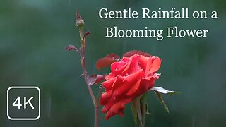 Gentle Rainfall on a Blooming Flower 🌧️🌼
