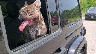 Bulldog in car looking cool