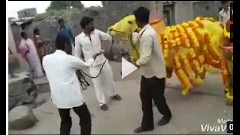 Jhalak Dikhlaja Cow Dance !!! Try Not to Laugh