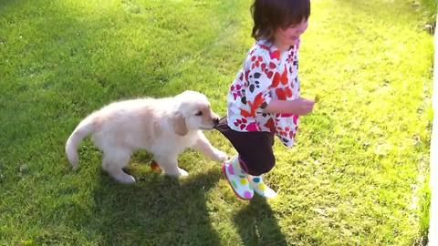 Puppy Dog Pulls On A Tot Girl's Pants While She Walks Around