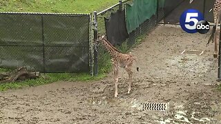 Giraffe calf makes first public appearance at the Cleveland zoo