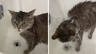 Very Unique Cat Absolutely Loves To Take Showers