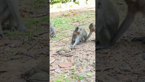 monkey funny video || #funny #shorts #monkeyfunny #youtubeshorts #viral #youtube #new #viralshorts