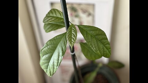 Avocado in a pot update