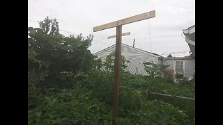 Stringing Up Long Tomato Vines 8/16/23