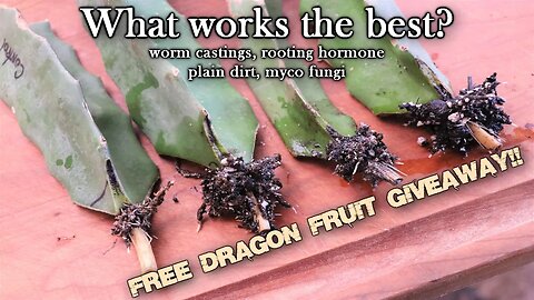 Is Rooting Hormone the Best Option for Rooting Dragon Fruit Cuttings