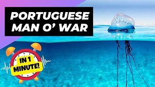 Portuguese Man O’ War - In 1 Minute! 🌊 The Floating Terror of the Ocean | 1 Minute Animals