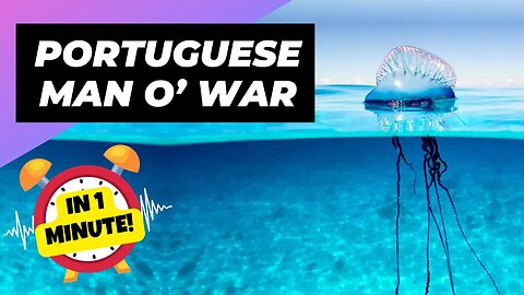 Portuguese Man O’ War - In 1 Minute! 🌊 The Floating Terror of the Ocean | 1 Minute Animals