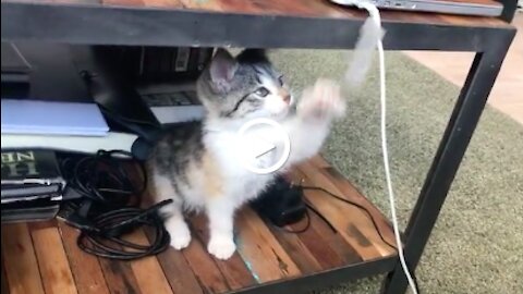 Adorable Cat Playing With Phone Cord, Must Watch!