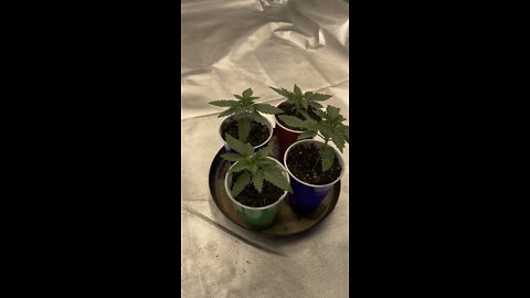 Migro aray8 square 1 genetics ￼update