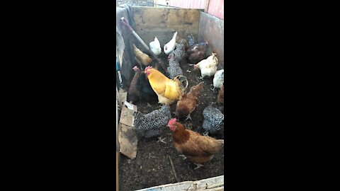 Chickens working compost. Sustainable farm.