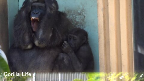 Mom Gorilla Genki shakes her head.Way too cold @gorilla