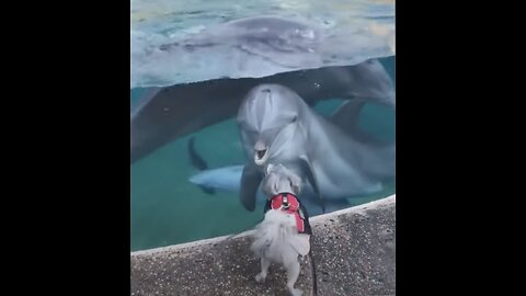 Dog and Dolphin Play Date | Funny Animals Playing