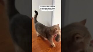 Cat loves showing her baby around the house after she gave birth