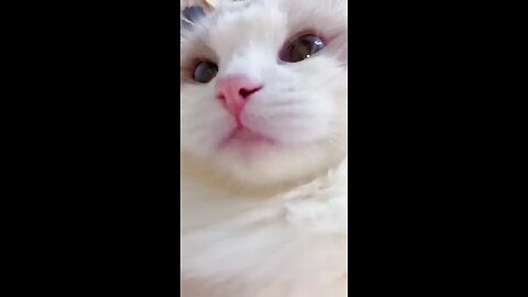 cute cat video https://shrinkme.info/zuZj