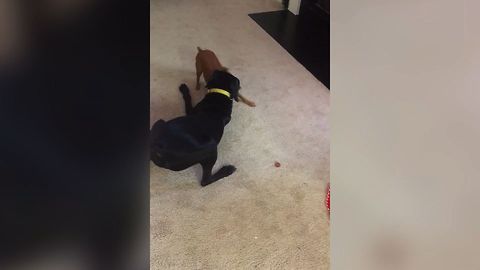 Dog Fails To Guard Treat