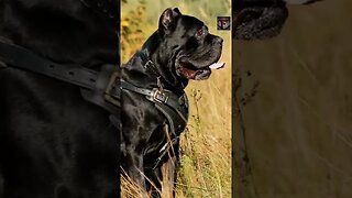 Cane Corso facts #shorts #amazingfacts #animals #dog