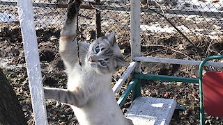 Cat playing with a branch