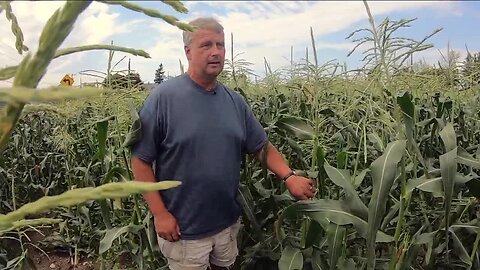 Fourth generation corn grower Bill Zittel knows his corn