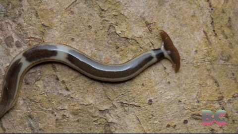 Invasive and toxic hammerhead worms spotted in Canada