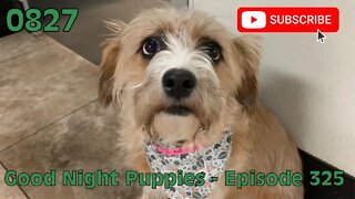 [0827] GOOD NIGHT PUPPIES - EPISODE 325 [#dogs #doggos #doggies #puppies #dogdaycare]