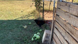 Rooster Steals Dog's Food