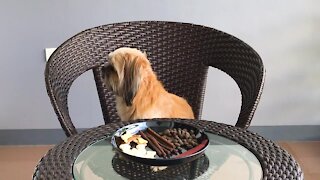 Pet Experiment: Woman Leaves Dog Alone With a Plate of Treats