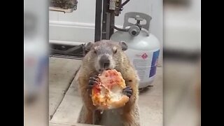 Groundhog caught eating pizza in Philidelphia