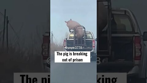 The pig is breaking out of prison #pig #shorts