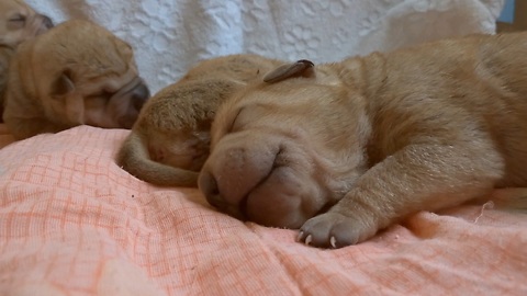 Adorable new litter of Shar Pei puppies