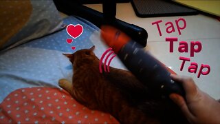 Cat love tap tap