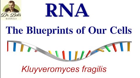 RNA Blueprints to the Cells