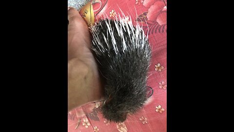 Little Baby Porcupine Invaded our Garden Brave Baby
