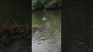 Topwater creek fishing in Ohio