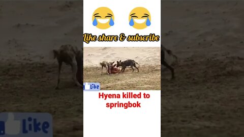 Hyena killed to springbok2022 ||• #shorts , #youtubeshorts