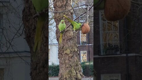 parakeets st james Park #london