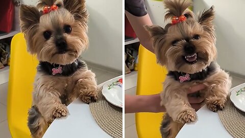 Yorkie mad she cant sit at table like humans