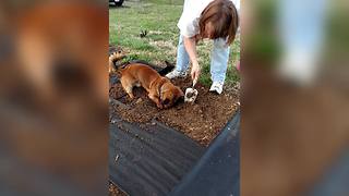 A Dachshund Dog Helps A Woman With Her Gardening