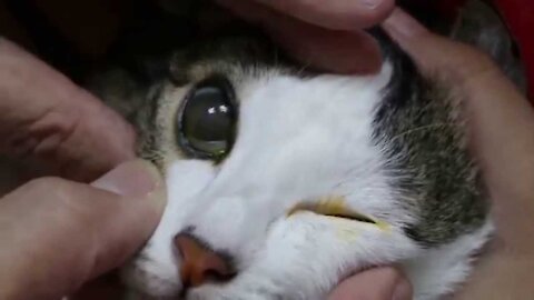 A young female cat has cloudy corneas