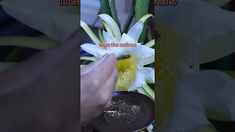 Must hand pollinate Dragon Fruits #shorts #viral #dragonfruit #pollinating #gardening MrBeast