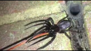 Centenas de aranhas venenosas invadem casa em Inglaterra