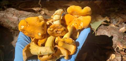 Biking and foraging wild mushrooms Chanterelle