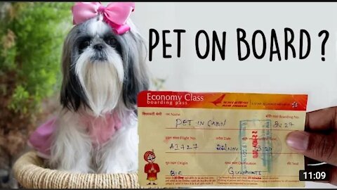 How to Travel With Your Dog Or Pet On A Flight