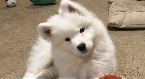 Tiny fluffy puppy’s confused head tilts