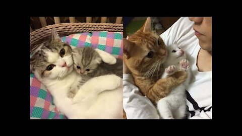 Funny Cats ✪ Mother cats protecting their Baby kittens